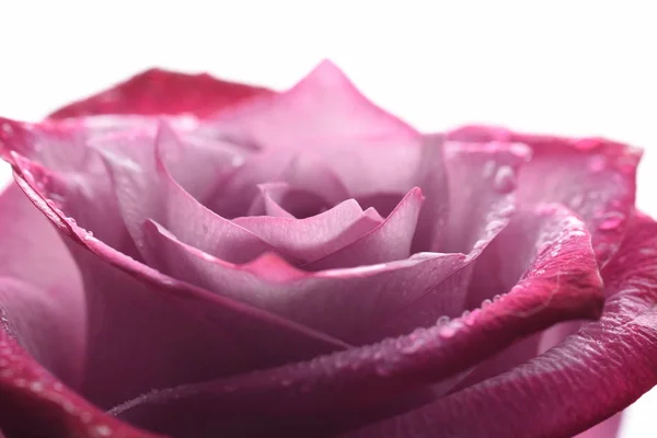 Gyönyörű Rózsaszín Rózsa Közelről — Stock Fotó