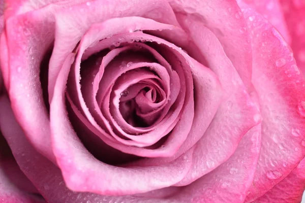 Beautiful Pink Rose Close — Stock Photo, Image