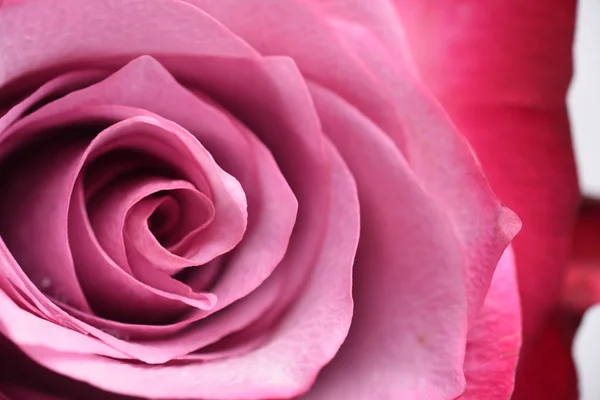 Beautiful Pink Rose Close — Stock Photo, Image