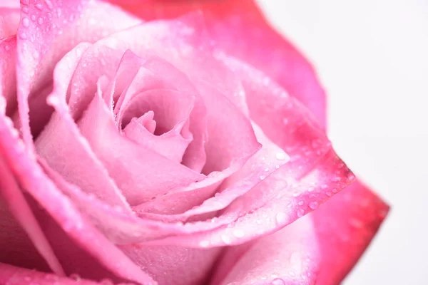 Beautiful Pink Rose Close — Stock Photo, Image