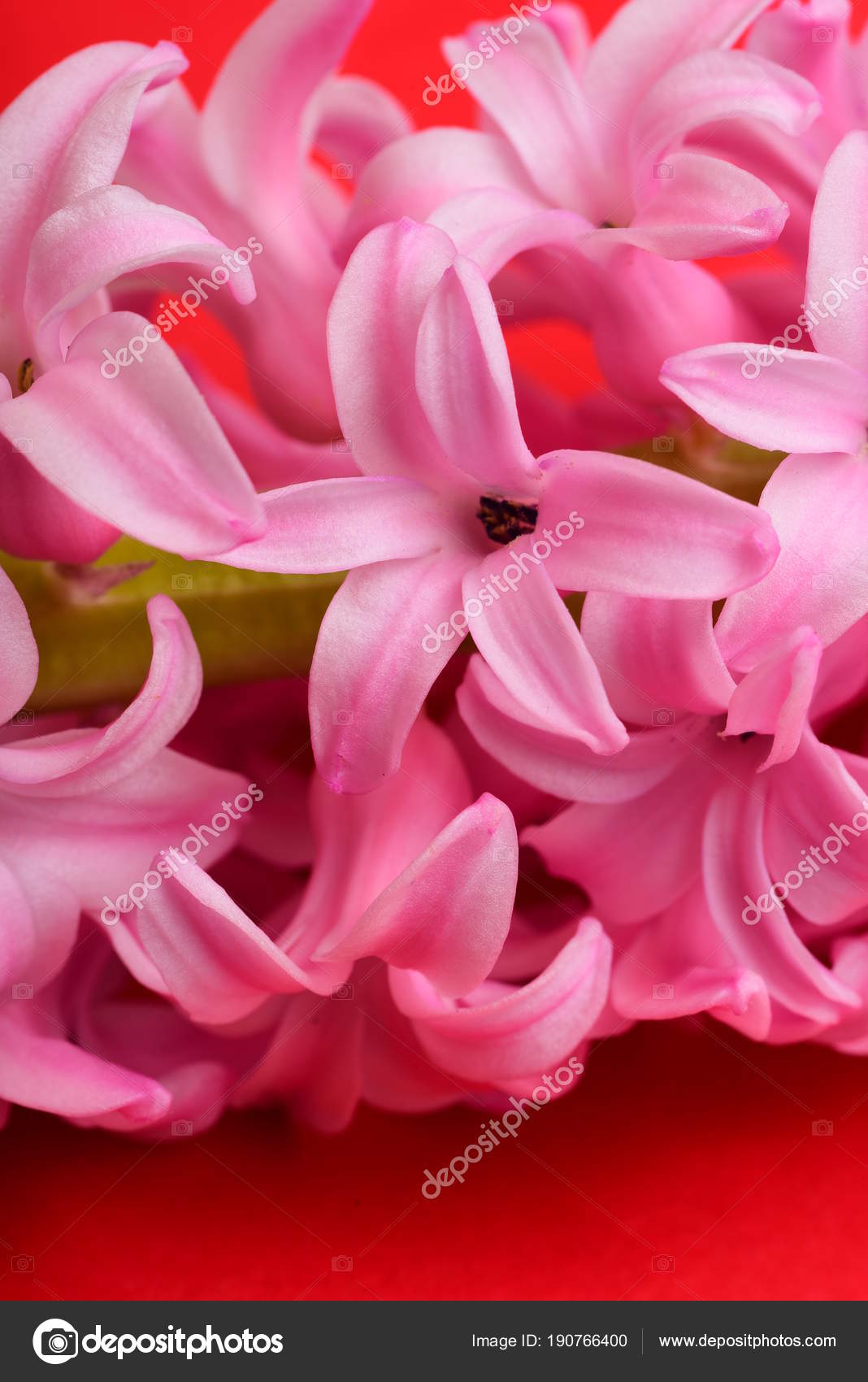 ピンクのヒヤシンス クローズ アップ花 無料のストック写真 C Fineshine