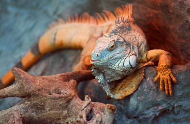güzel yakın çekim dragon - yeşil iguana 