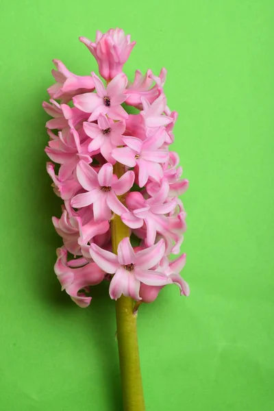 Pink Hyacinth Close Floare — Fotografie, imagine de stoc