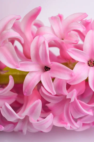 Pink Hyacinth Close Floare — Fotografie, imagine de stoc