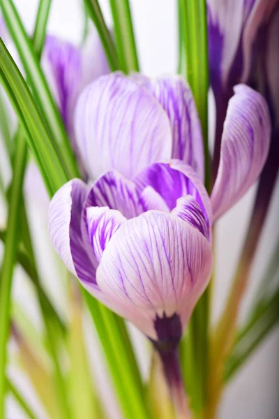 Spring Beautiful Violet Flowers Crocus — Stock Photo, Image