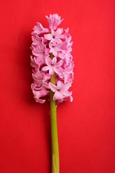 Rosa Hyacint Närbild Blossom — Stockfoto