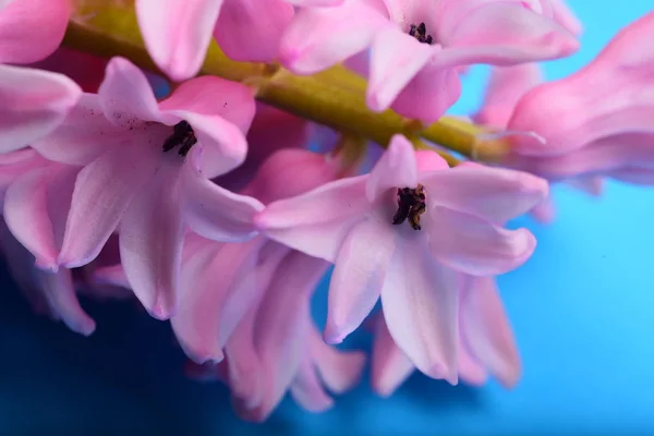 Pink Hyacinth Close Blossom — Free Stock Photo