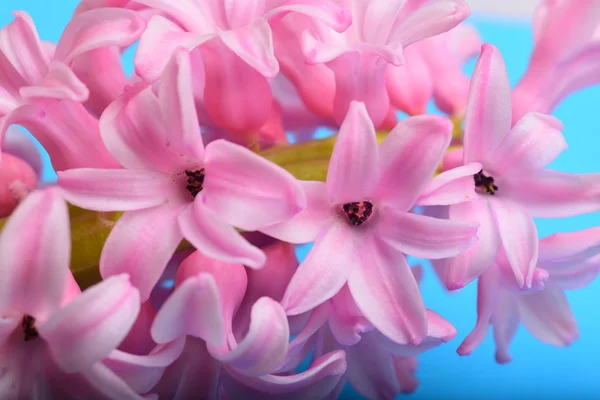 Pink Hyacinth Close Blossom — Free Stock Photo