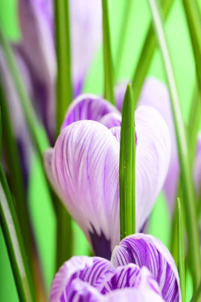 Spring Beautiful Violet Flowers Crocus — Stock Photo, Image