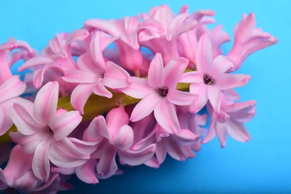 Prachtige Lente Geurende Hyacint — Stockfoto