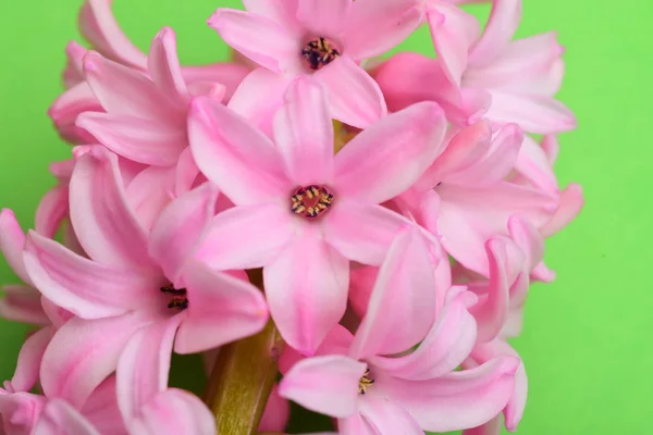 Licht Roze Hyacinten Bloem Bloesem — Stockfoto
