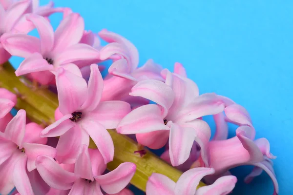 Lumina Roz Hyacinth Floare Floare — Fotografie, imagine de stoc