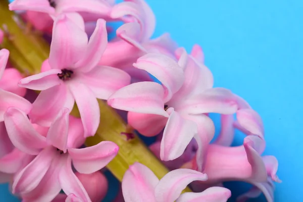 Ljus Rosa Hyacint Blomma Blomma — Stockfoto