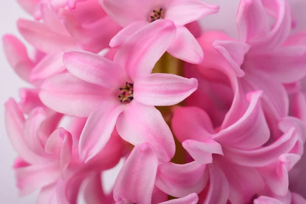 Ανοικτό Ροζ Λουλούδι Υάκινθος Άνθος — Φωτογραφία Αρχείου