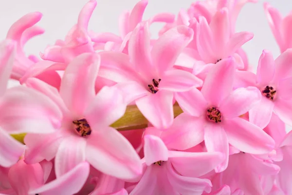 光ピンクのヒヤシンスの花の花 — ストック写真