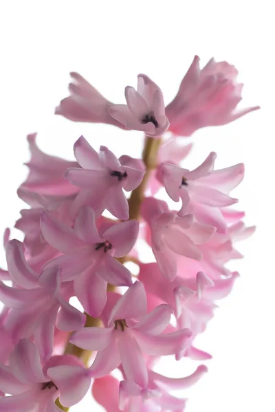 Krásný Jarní Voňavou Hyacint — Stock fotografie
