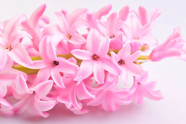 美しい春の香りのヒヤシンス — ストック写真