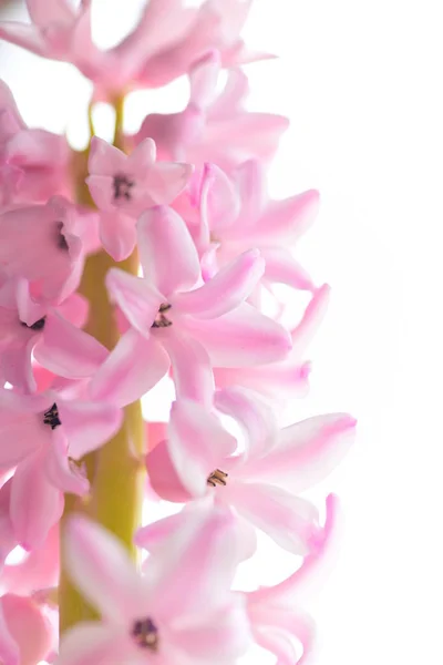 Beautiful Spring Fragrant Hyacinth — Stock Photo, Image