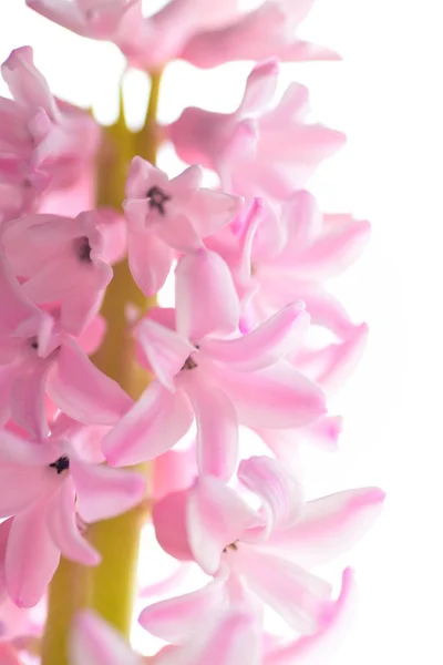 Прекрасний Весняний Запашний Гіацинт — стокове фото