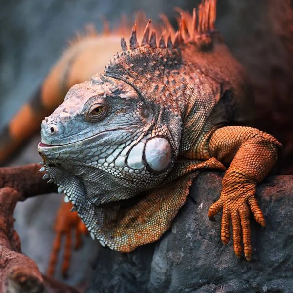 Portret Zielonej Iguany — Zdjęcie stockowe