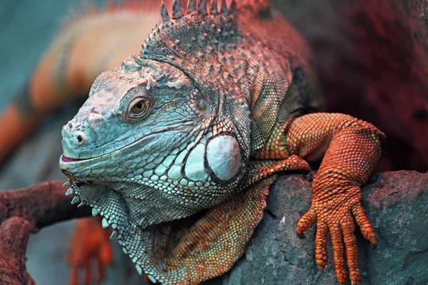 Frumos Dragon Close Iguana Verde — Fotografie, imagine de stoc