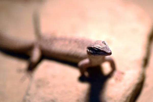 Zamknij Widok Lizard Siedzi Kamieniu — Zdjęcie stockowe