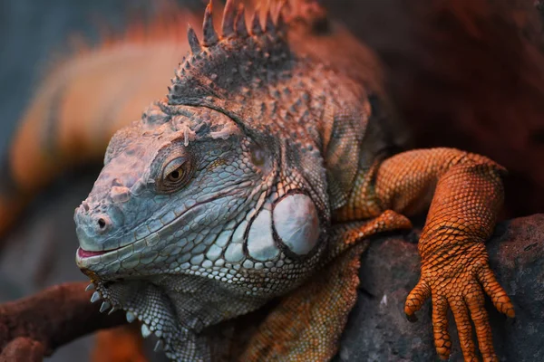 Frumos Dragon Close Iguana Verde — Fotografie, imagine de stoc