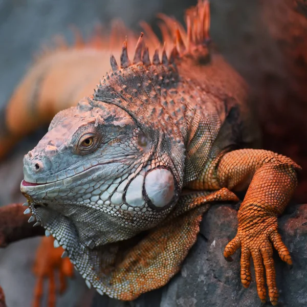Hermoso Dragón Primer Plano Iguana Verde — Foto de Stock