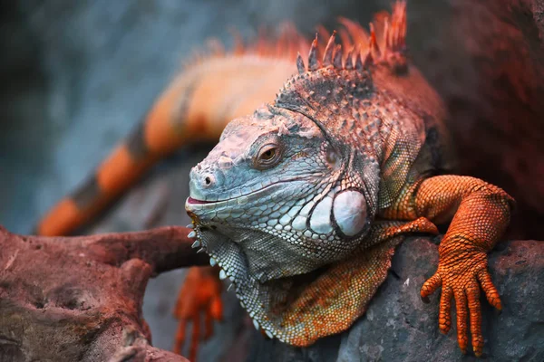 Frumos Dragon Close Iguana Verde — Fotografie, imagine de stoc