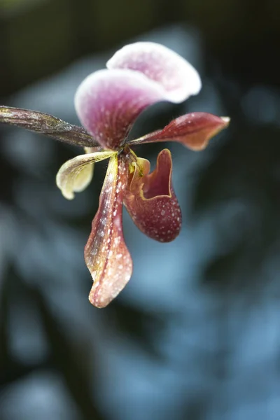 Orquídeas Bonitas Jardim — Fotografia de Stock