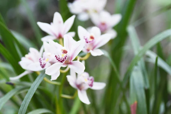 Vackra Orkidéer Trädgården — Stockfoto