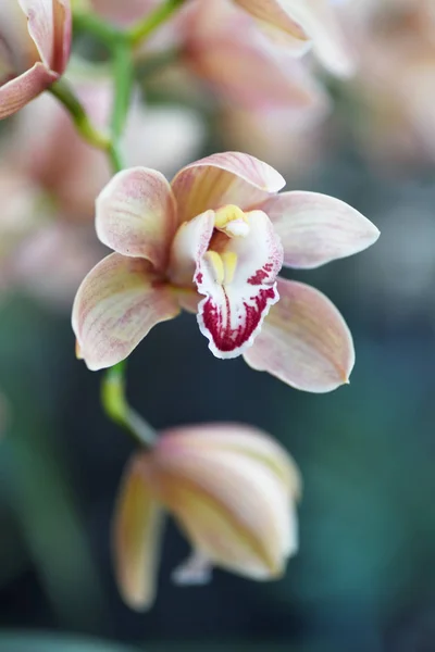 Orquídea Sobre Fondo Claro — Foto de Stock