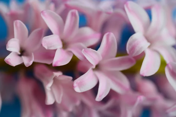 Lumina Roz Hyacinth Floare — Fotografie, imagine de stoc