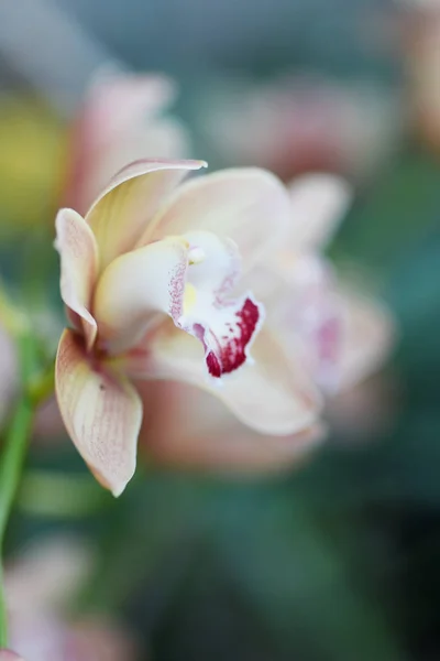 Orquídea Sobre Fondo Claro — Foto de stock gratis