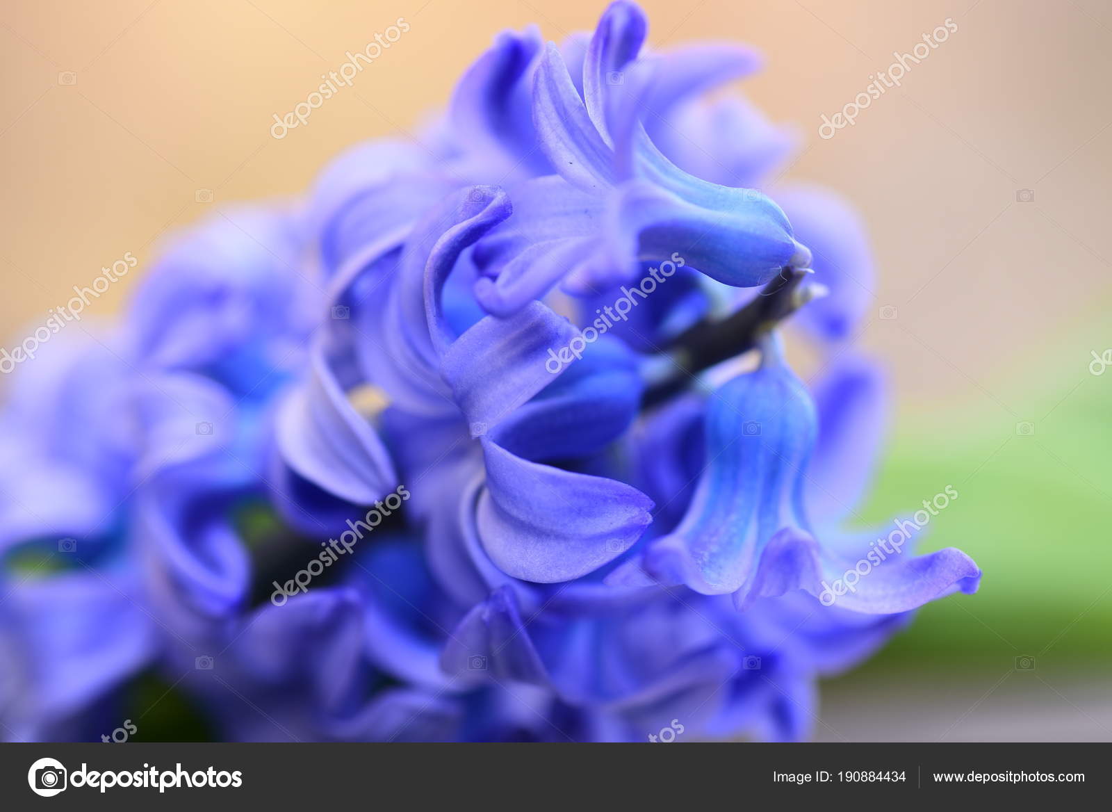 Belle Jacinthe Violette Fleurs — Photo de stock gratuite © FineShine  #190884434