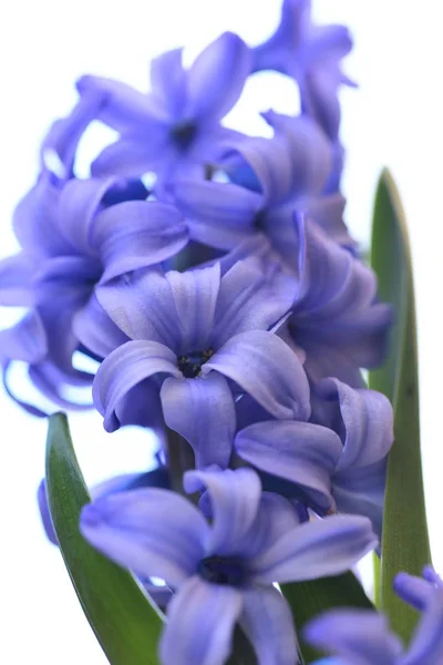 Nové Fialové Květy Hyacintu — Stock fotografie