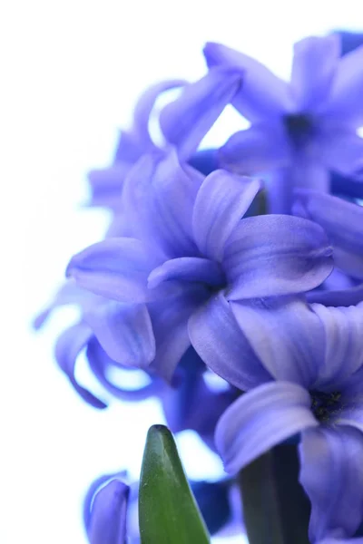 Fresh Violet Flowers Hyacinth — Stock Photo, Image