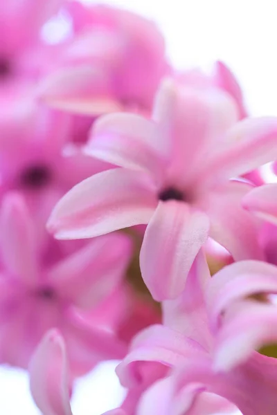 Svěží Růžové Hyacinty Pozadí — Stock fotografie