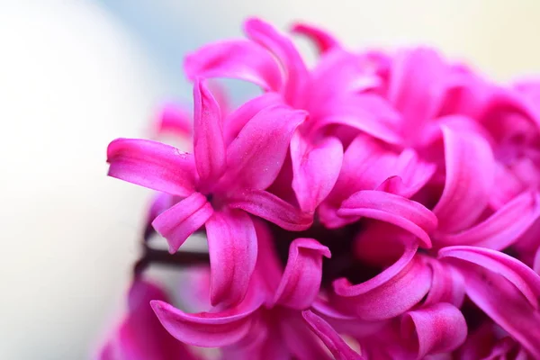 Świeży Hiacynty Różowy Tło — Zdjęcie stockowe