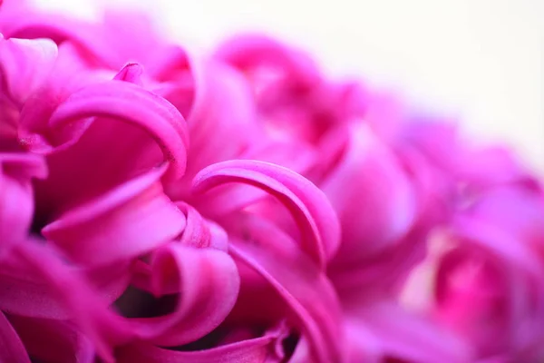 Fresh Pink Hyacinths Background — Stock Photo, Image