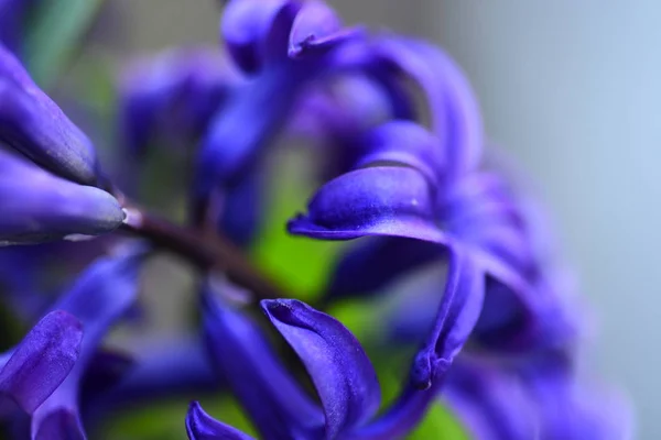 Frische Violette Hyazinthen Hintergrund — Stockfoto