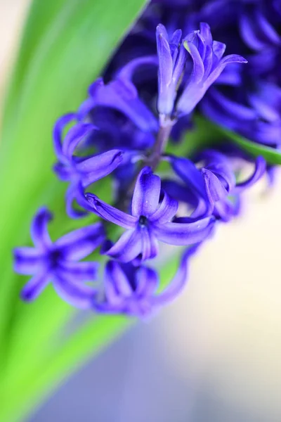 Свежий Фиолетовый Фон Гиацинтов — стоковое фото