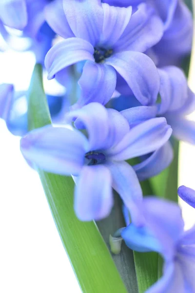 Bellissimo Giacinto Viola Fioritura — Foto Stock