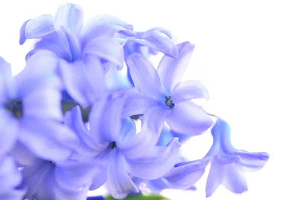 Hermoso Jacinto Violeta Floreciendo — Foto de Stock