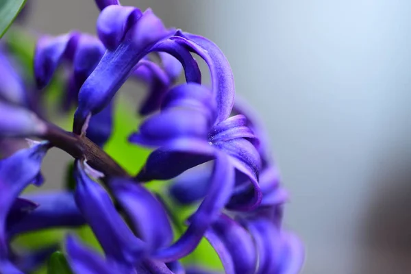 Schöne Violette Hyazinthe Blüht — Stockfoto
