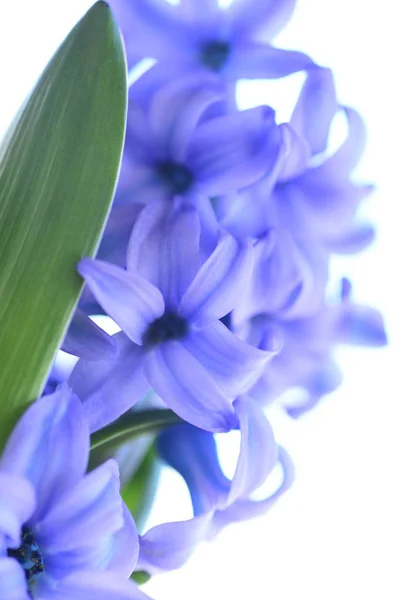 Piękna Fioletowa Blooming Hiacynt — Zdjęcie stockowe