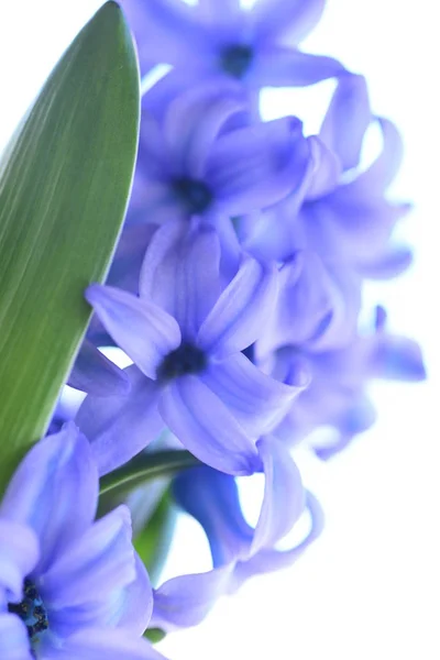 Belle Jacinthe Violette Fleurs — Photo