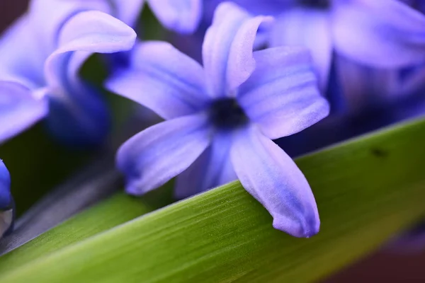 Čerstvé Makro Fialové Hyacint — Stock fotografie