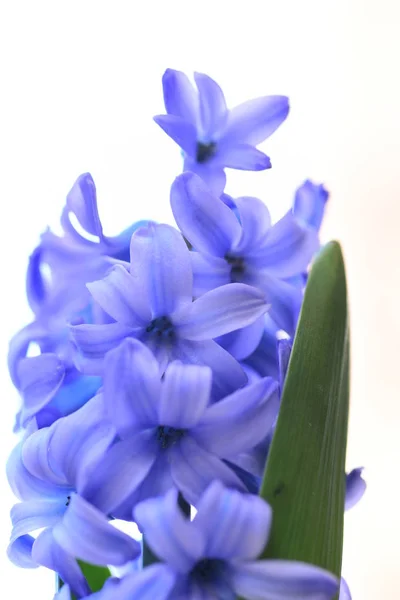 Fresh Macro Violet Hyacinth — Fotografie, imagine de stoc