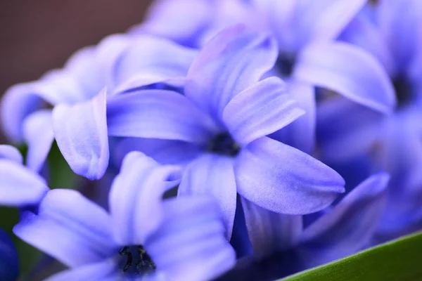 Jacinto Fresco Macro Violeta — Foto de Stock